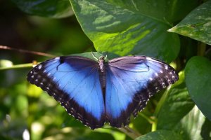 Butterfly Farm Aruba must do activities Aruba