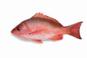 snapper