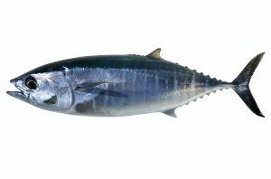 tuna