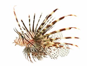 lionfish